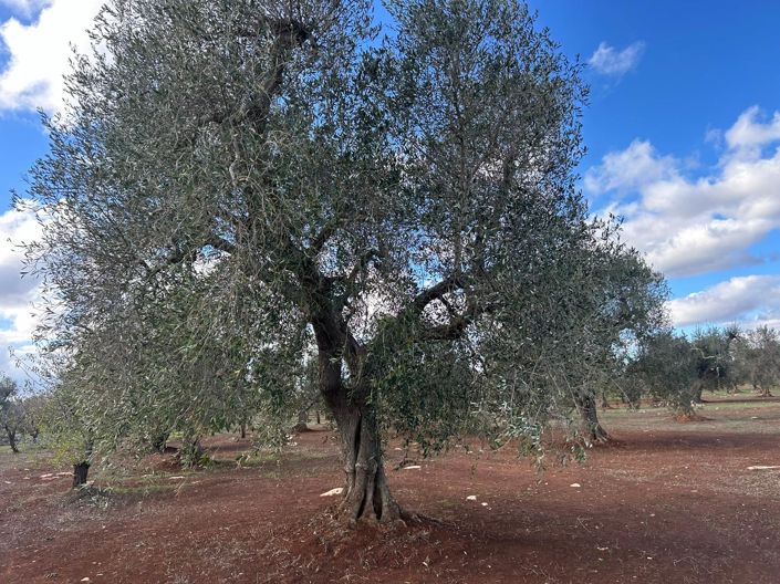 Image No.9-2 Bed Property for sale