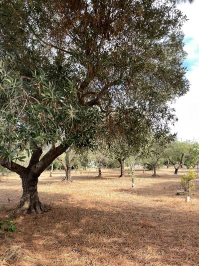 Image No.18-Ferme de 2 chambres à vendre à Ostuni