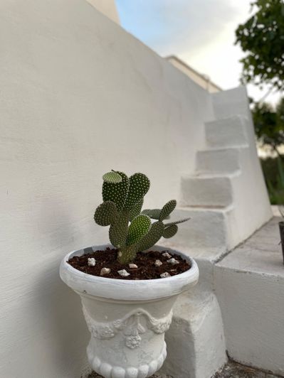Image No.8-Ferme de 2 chambres à vendre à Ostuni