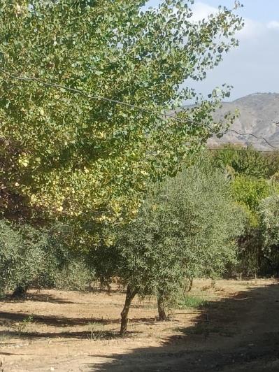 Image No.3-Finca de 4 chambres à vendre à Alhaurín el Grande