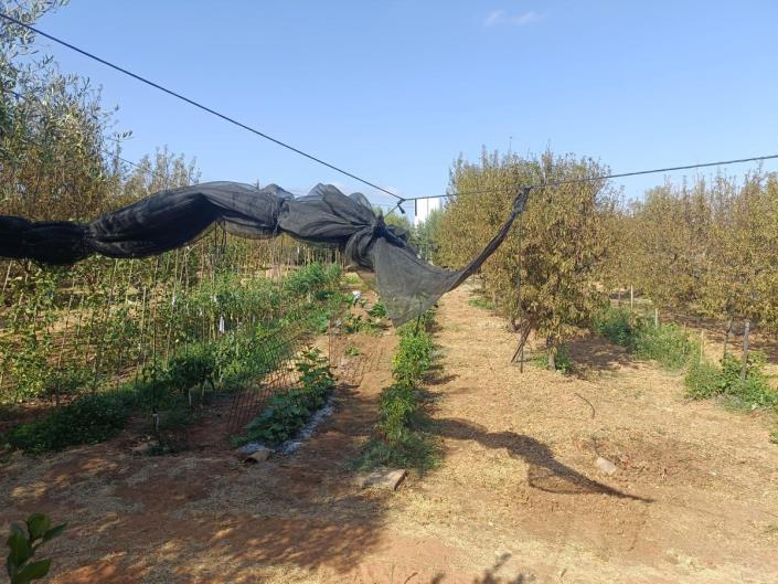 Image No.34-Finca de 4 chambres à vendre à Alhaurín el Grande