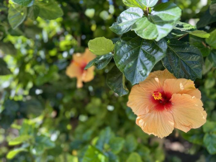 Image No.31-Appartement de 2 chambres à vendre à Mijas Costa