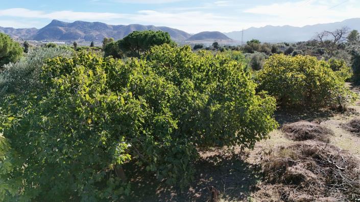 Image No.8-4 Bed Cortijo for sale