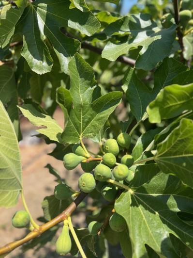 Image No.28-3 Bed Villa for sale