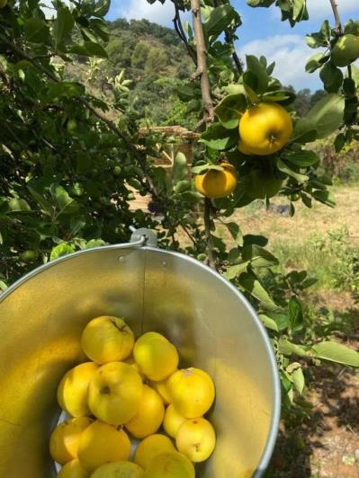 Image No.18-Finca de 8 chambres à vendre à Monda