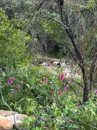 Image No.35-Finca de 8 chambres à vendre à Monda