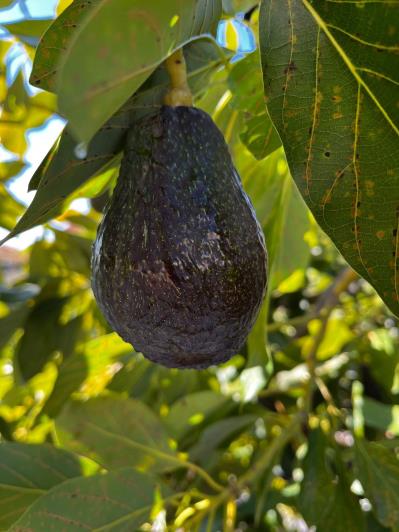 Image No.48-4 Bed Semi-Detached for sale