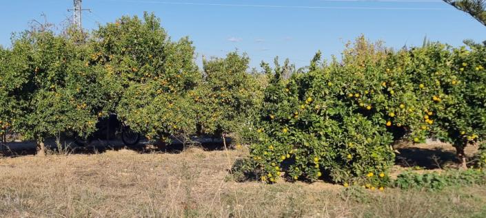 Image No.11-3 Bed Finca for sale