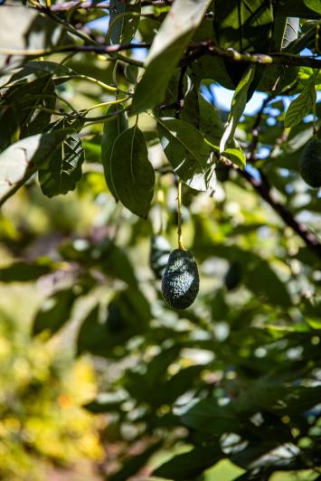 Image No.59-5 Bed Finca for sale