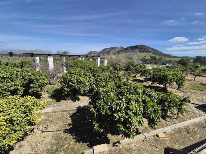 Image No.3-3 Bed Finca for sale