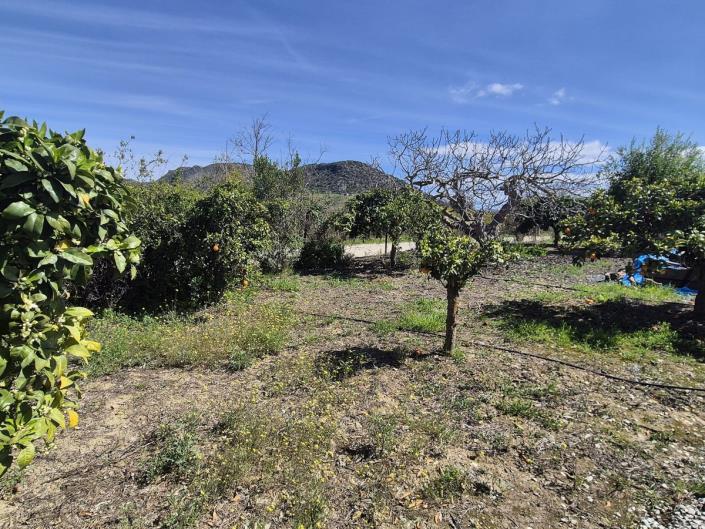 Image No.51-3 Bed Finca for sale