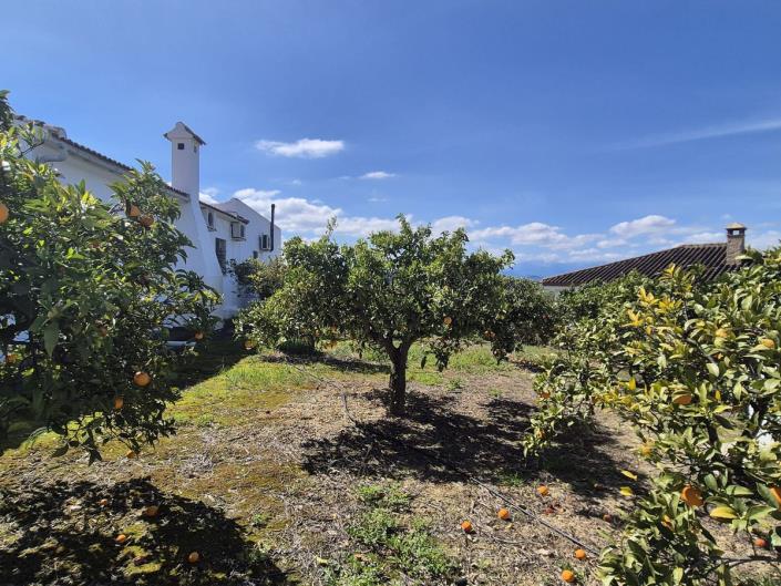 Image No.52-3 Bed Finca for sale