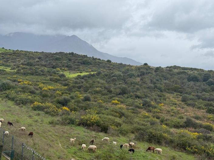 Image No.36-Penthouse de 3 chambres à vendre à Estepona
