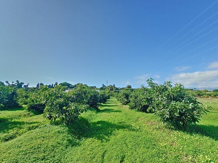 Image No.29-3 Bed Finca for sale