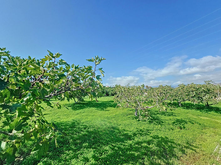 Image No.32-3 Bed Finca for sale