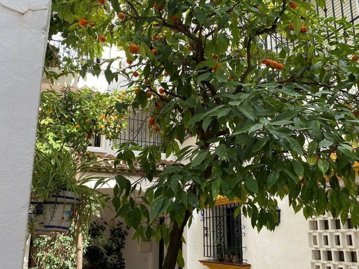 Image No.19-Appartement de 2 chambres à vendre à Marbella