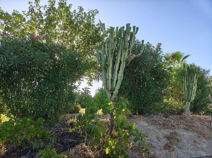 Image No.39-3 Bed Finca for sale
