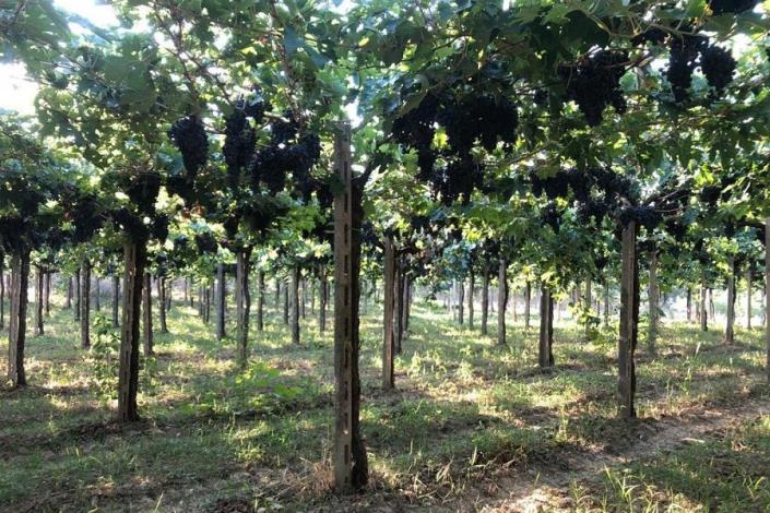 Image No.5-5 Bed Farmhouse for sale