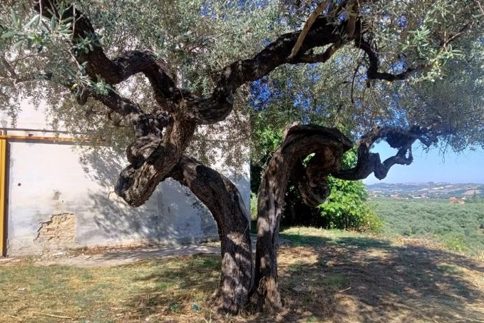 Image No.11-5 Bed Farmhouse for sale