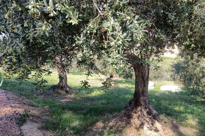 Image No.14-Maison de campagne de 2 chambres à vendre à Citta Sant'Angelo