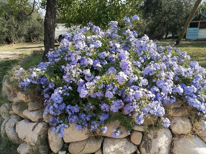 Image No.29-Maison de campagne de 2 chambres à vendre à Loreto Aprutino