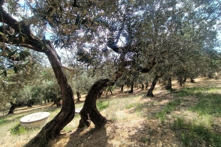 Image No.20-1 Bed Country House for sale