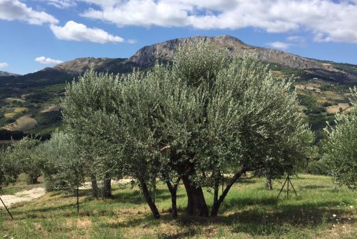 Image No.28-6 Bed Country House for sale