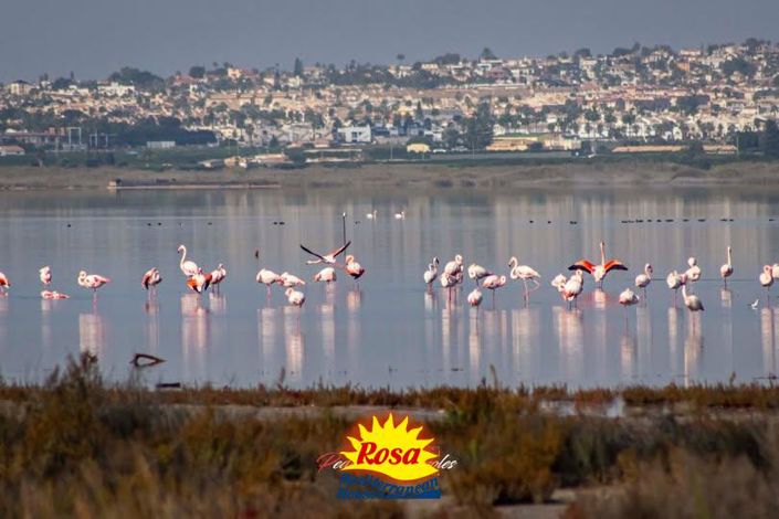 Image No.21-Appartement de 2 chambres à vendre à Guardamar del Segura