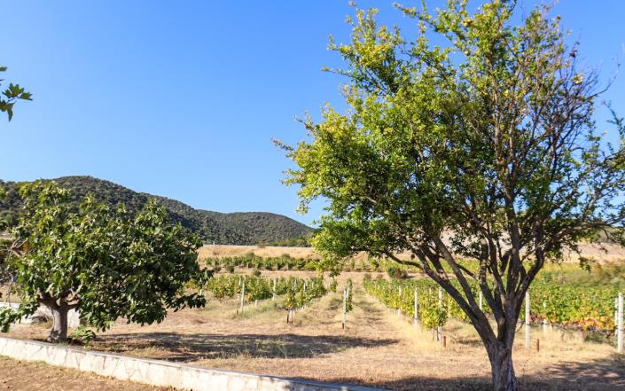 Image No.6-4 Bed Vineyard for sale