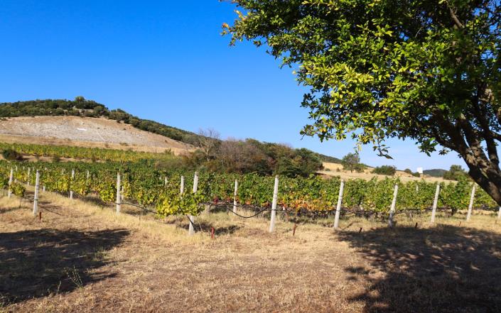 Image No.3-4 Bed Vineyard for sale