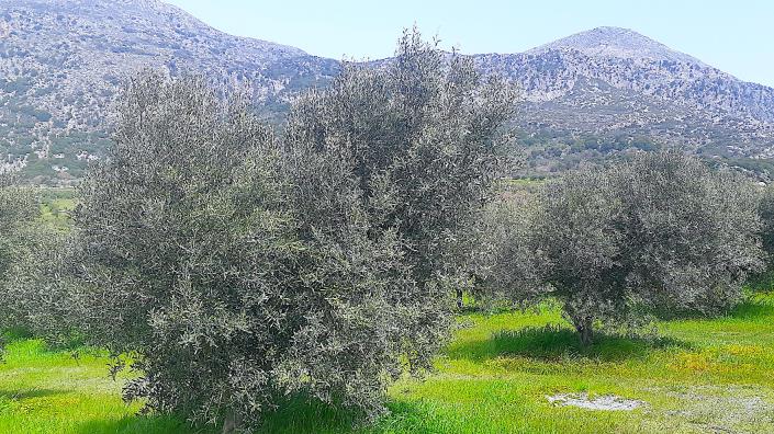 Image No.23-1 Bed Farmhouse for sale