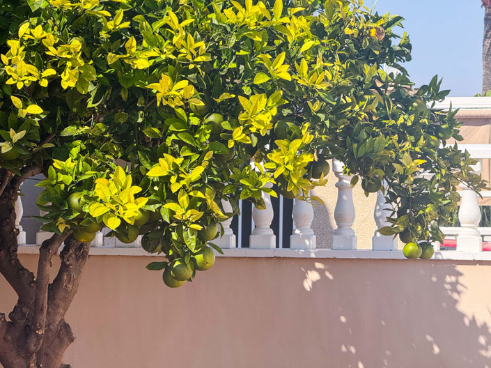 Image No.11-Villa de 2 chambres à vendre à Torrevieja