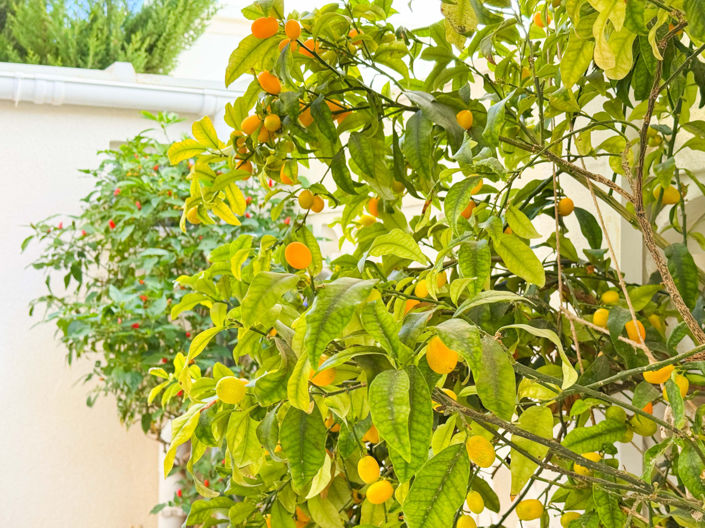 Image No.43-2 Bed Villa for sale