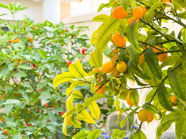 Image No.44-2 Bed Villa for sale