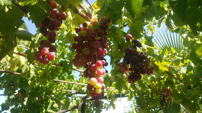 Image No.14-6 Bed Villa for sale