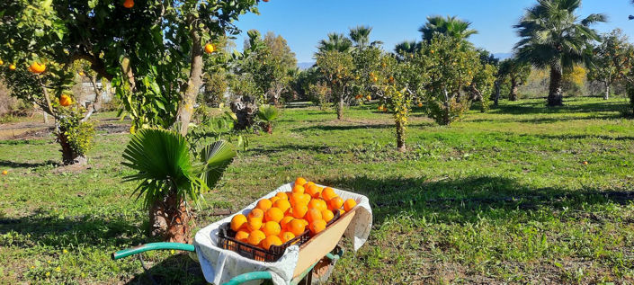 Image No.26-Villa de 6 chambres à vendre à Alhaurín de la Torre