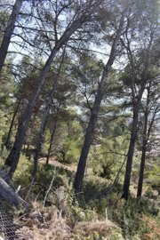 932-land-for-sale-in-alcalali-396970-large