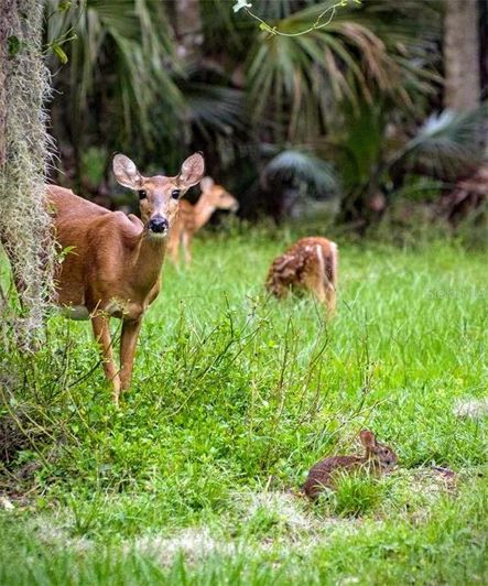 Image No.40-Propriété de 2 chambres à vendre à Celebration