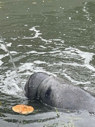 Image No.52-Propriété de 4 chambres à vendre à Floride