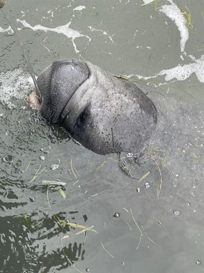 Image No.53-Propriété de 4 chambres à vendre à Floride