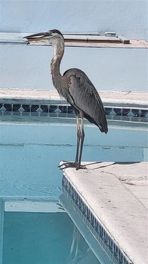 Image No.12-Propriété de 5 chambres à vendre à Floride