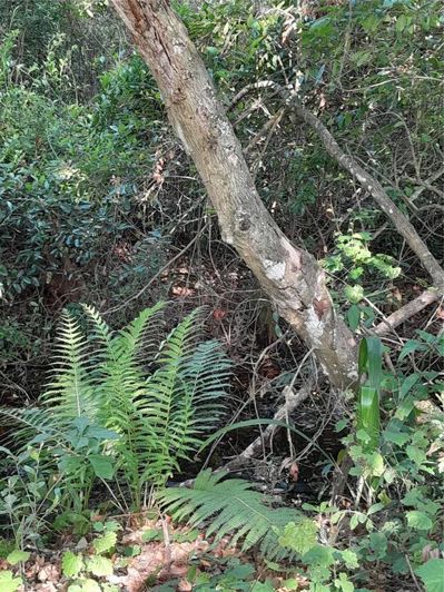 Image No.36-Propriété de 2 chambres à vendre à Clermont