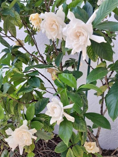 Image No.38-Propriété de 2 chambres à vendre à Clermont