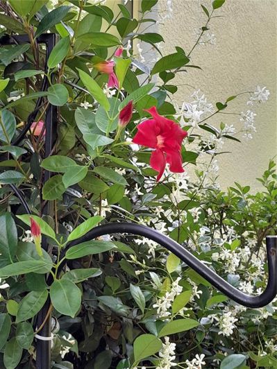 Image No.39-Propriété de 2 chambres à vendre à Clermont