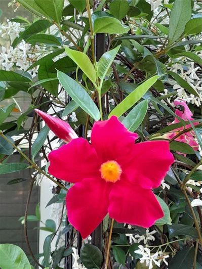 Image No.40-Propriété de 2 chambres à vendre à Clermont