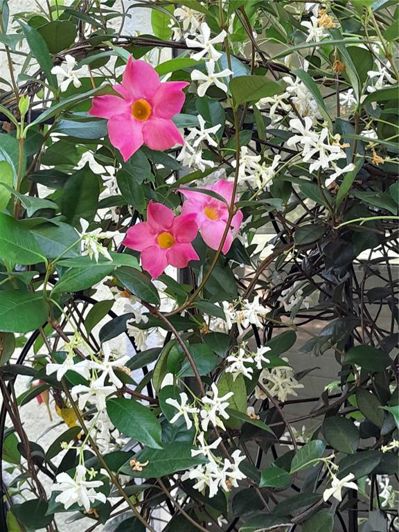 Image No.41-Propriété de 2 chambres à vendre à Clermont