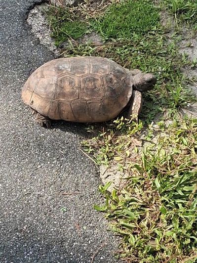 Image No.43-Propriété de 4 chambres à vendre à Davenport