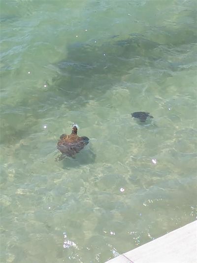 Image No.67-Propriété de 2 chambres à vendre à Floride