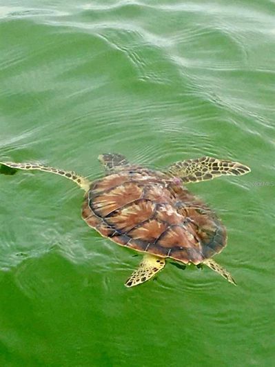 Image No.73-Propriété de 2 chambres à vendre à Floride