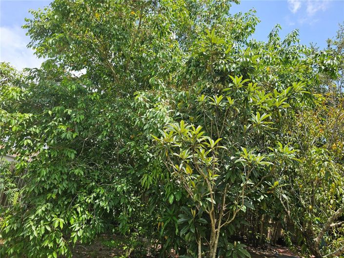 Image No.38-Propriété de 4 chambres à vendre à Kissimmee